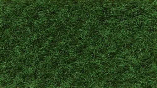 Grass Fast Top View Loop