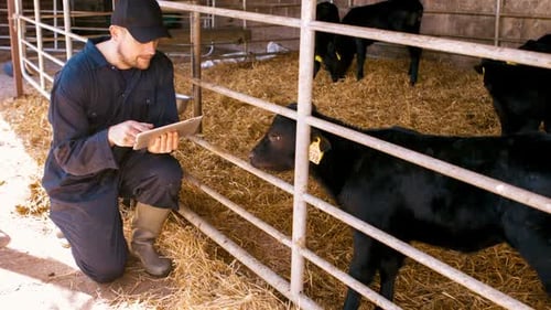 Cattle farmer using digital tablet
