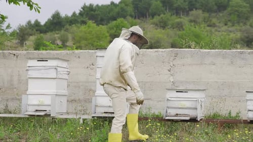 Beekeeper Working in the Bee Yard With Hives