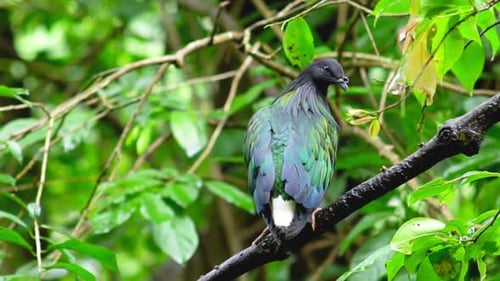 Pássaros selvagens em um santuário de reserva natural 02