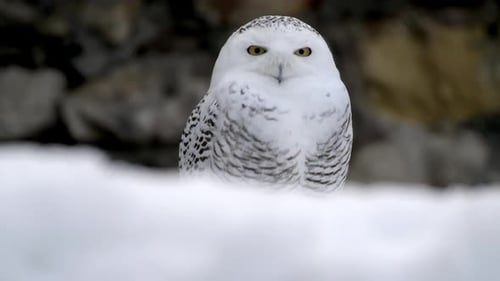 Schnee-Eulen-Pfanne enthüllt Nahaufnahme, die morgens im Schnee auf der Jagd steht