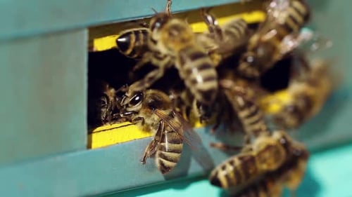 Bees work near the hive. Close up view of honey bees in hive