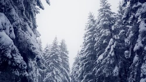 Snow Falling Through Winter Evergreen Forest