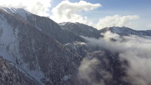 Snowy Forest Above the Clouds