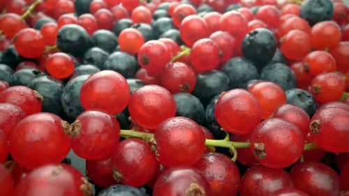 Fresh Red Currants and Blueberries, Close-Up