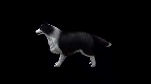 Sheep Dog Bark View From Side