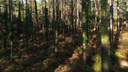 Forest Trees