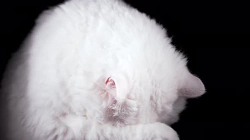 Süße weiße Katze wäscht sich, leckt seine Pfote und reibt den Maulkorb