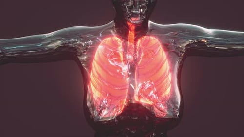3D Animation of Glowing Human Lungs Inside Torso