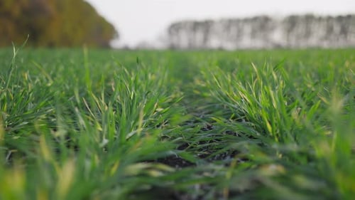 Green Winter Wheat Sprouts Shoots in Autumnal Field