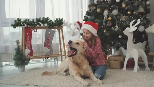 Girl Petting Golden Retriever Dog at Christmas Time