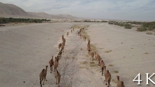 Majestic Camels Traverse Desert Landscape on Arid Journey