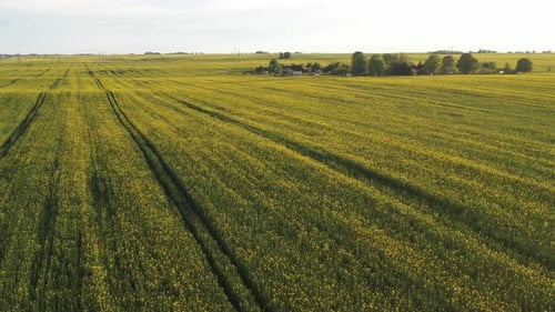 Top View of a Yellow Rapeseed Field After Rain in Belarus an Agricultural Area