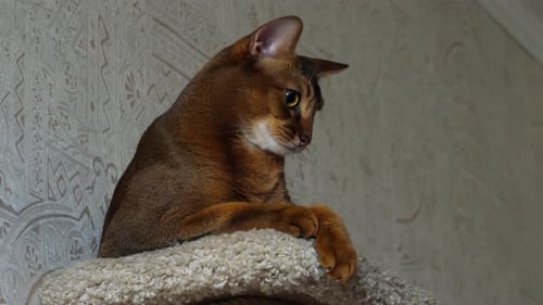 Abyssinian Cat Portrait