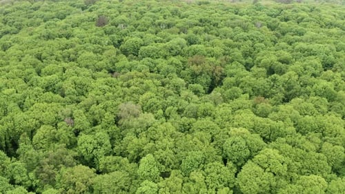 Green Forest 03