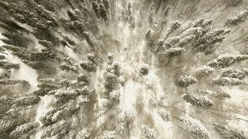 Flight Over Forest In Winter