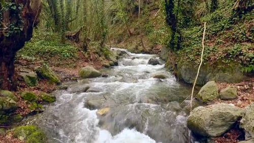 Small Creek Zeitlupe Video