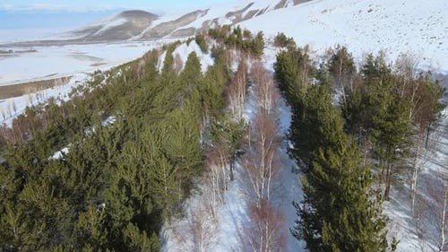 arbres neige hiver