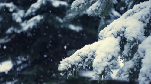 Snowy Pine Branch with Falling Snow