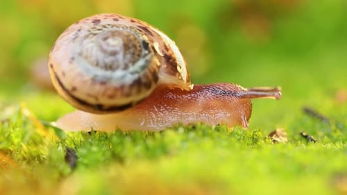 Nahaufnahme einer Schnecke, die langsam im Sonnenlicht des Sonnenuntergangs kriecht
