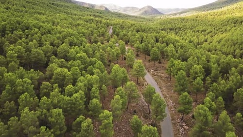 Amazing View Of Long Narrow Road Green Across Forest And Mountain Background - aerial shot