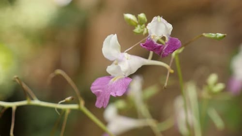 Élégant baume du Cachemire Impatiens balfourii, fleur, gros plan, vidéo 4K