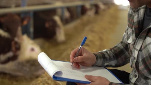 Farmer Inspecting Cattle, Making Notes on Clipboard