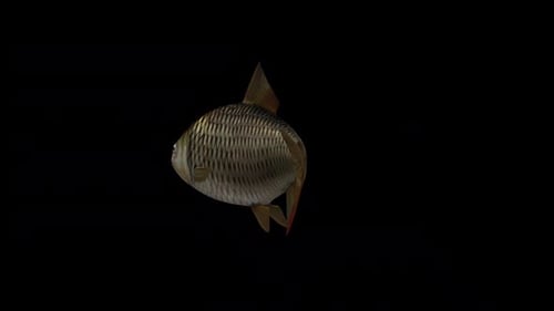 Fish Fast Swimming – Back Side View