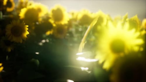 Sunflower Field on a Warm Summer Evening