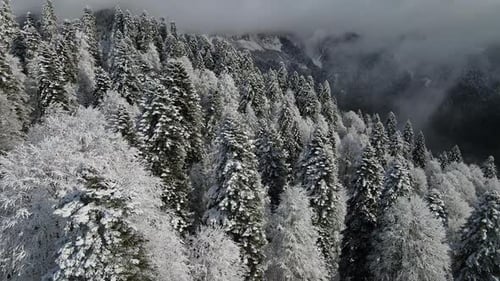 Aerial View of a Beautiful Winter Landscape with Snowy Green Coniferous Forest