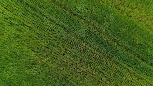 Aerial Photography From the Top Angle, a Green Field with Ears of Corn Develops in the Wind. Wind