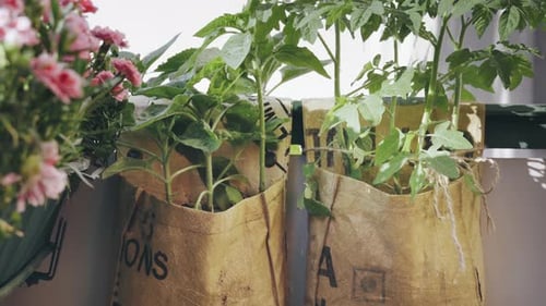 Los tomates crecen en Teebigbags en el balcón