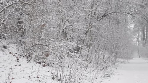 Snowy Path Through Forest in Winter