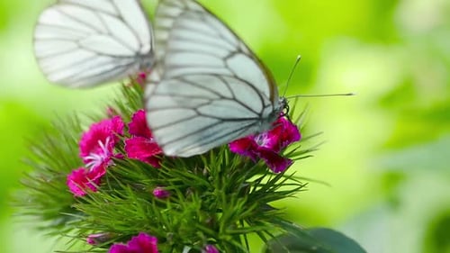 White Butterflies on Pink Flowers Gathering Nectar