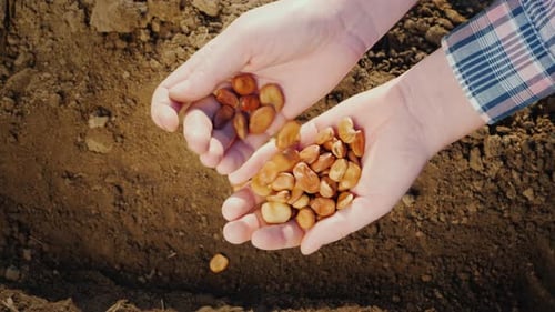 Hands Holding Seeds Over Dirt for Planting