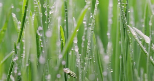 Green Grass Closeup Super Macro Shooting