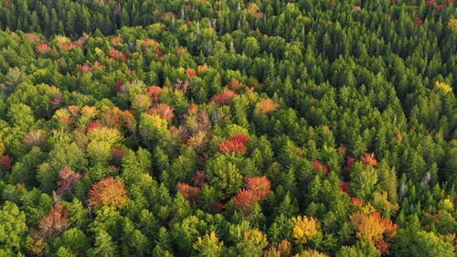 Aerial drone shot flying diagonally over the top of colorful autumn trees in the forest as summer en