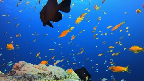 Colourful Tropical Fish and Corals