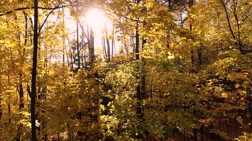 Colorful Autumn Forest Wood