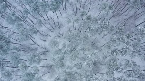 Top View on the Winter Snowcovered Forest in Snowfall