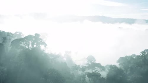 Flying over the canopy of a tropical forest until completely covered in fog