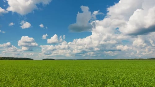 Beautiful Nature Sky and Green Fresh Plants