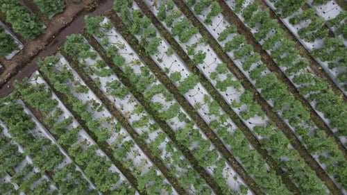 Plantation de melons en plein air. Images aériennes, vue de dessus