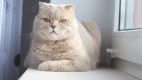 Tan Cat with Gold Eyes Resting on Sill