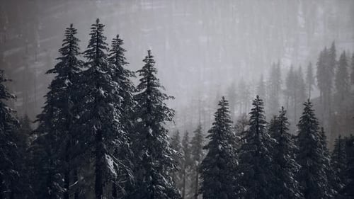 Winter Pine Forest with Gentle Snowfall and Camera Pan
