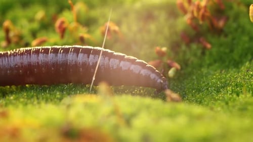 Un ver de terre est un invertébré terrestre qui appartient à la classe Clitellata