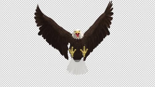Weißkopfseeadler Flying Attack