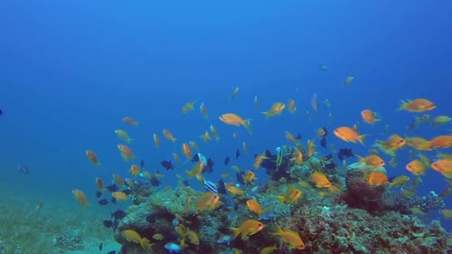 Beautiful Scene Underwater