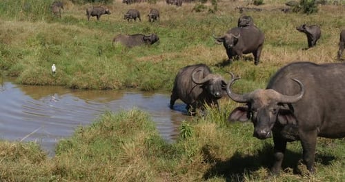 Búfalo africano, syncerus caffer, rebaño en Waterhole, Parque Nairobi en Kenia, 4K en tiempo real