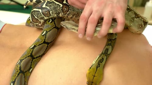 Serpent en gros plan sur le corps masculin